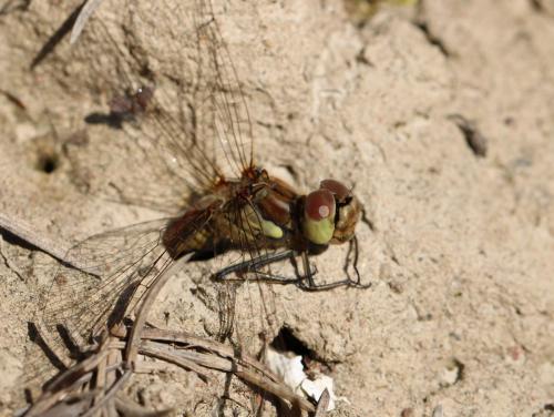Réf. 238 933 : Sympetrum vulgatum